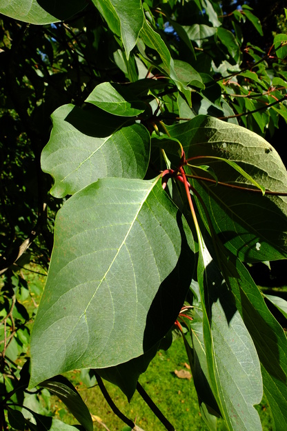 October close-up photo