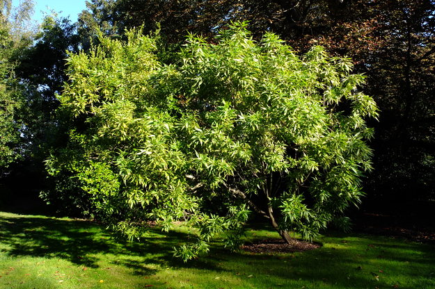 Photo of  &times; Chitalpa tashkentensis