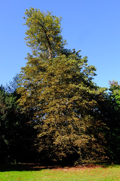 Harris Garden tree photo