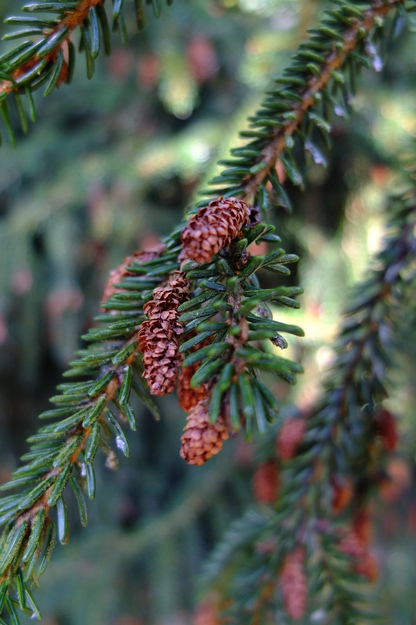 October close-up photo