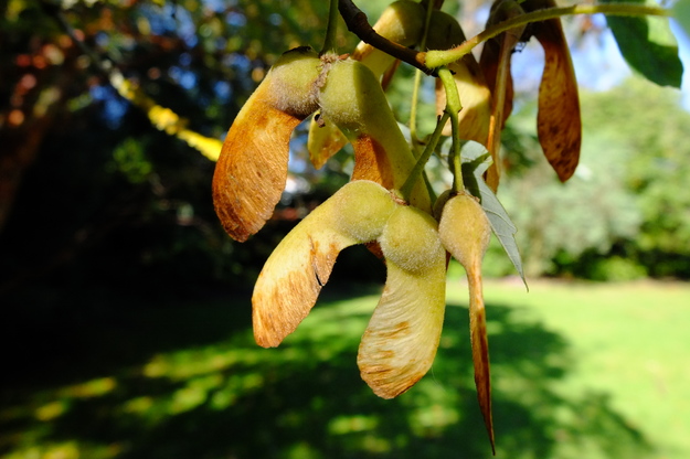 October close-up photo