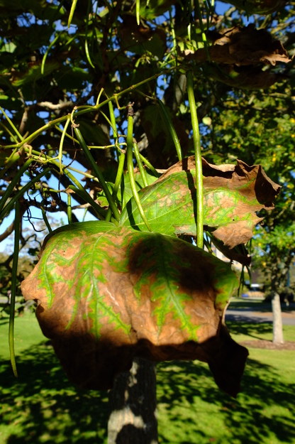 October close-up photo