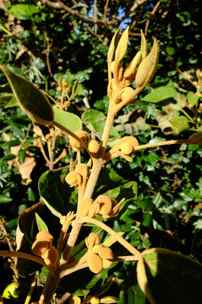 October close-up photo