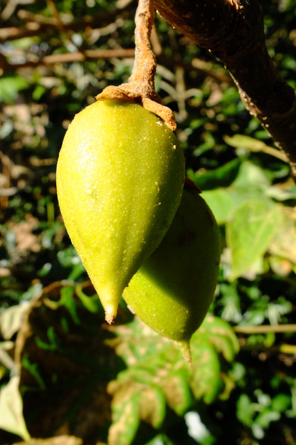 October close-up photo