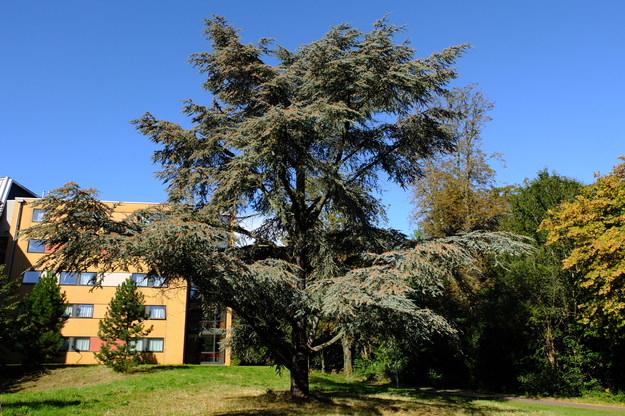 October tree photo