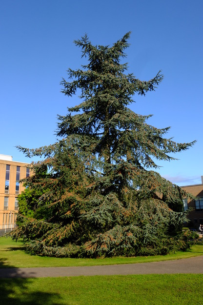 Whiteknights Quad tree photo