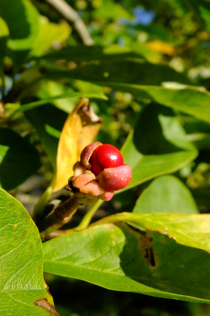 October close-up photo
