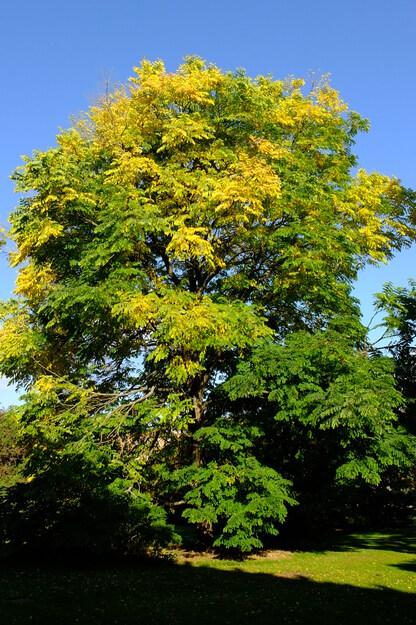 Photo of Gymnocladus dioicus