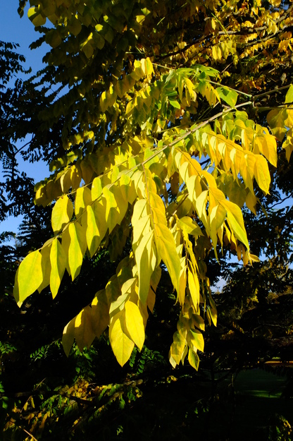 October close-up photo