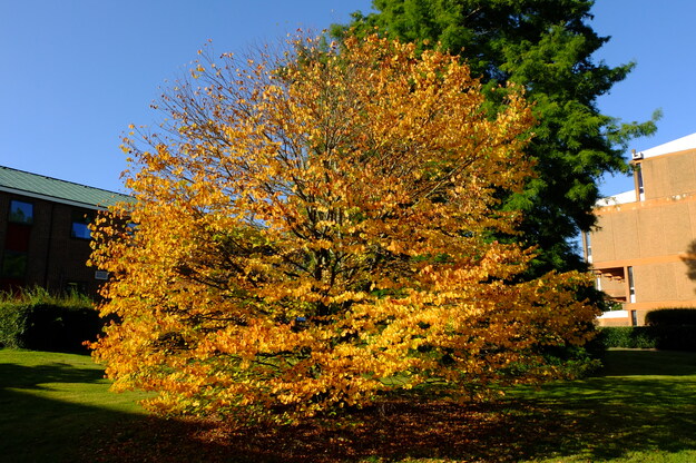 October tree photo