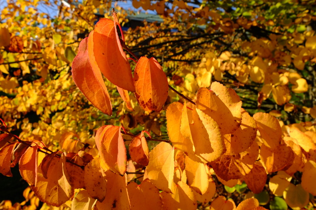 October close-up photo