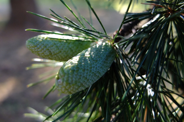 October close-up photo