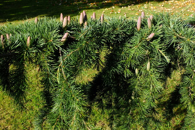 October close-up photo