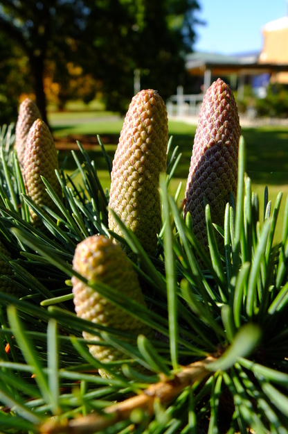 October close-up photo