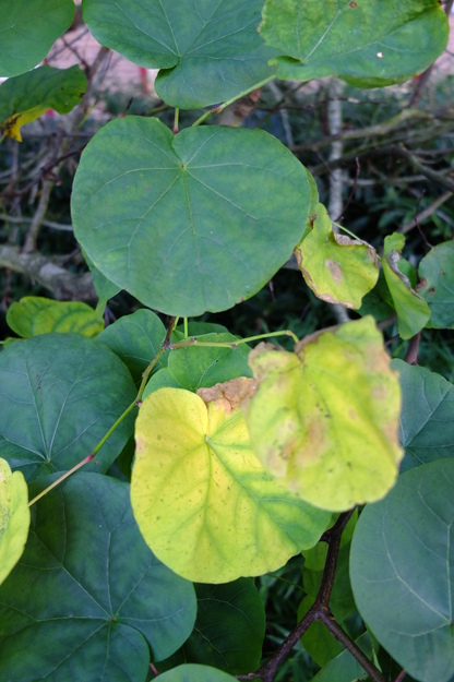 October close-up photo
