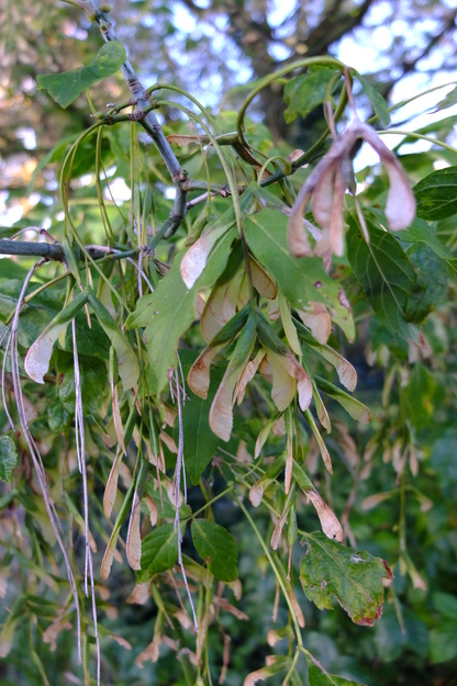 October close-up photo