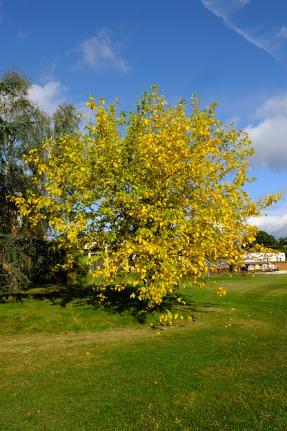 Photo of Morus alba