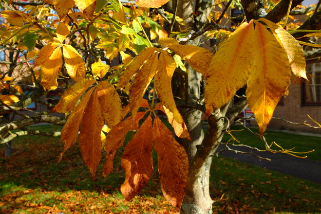 October close-up photo
