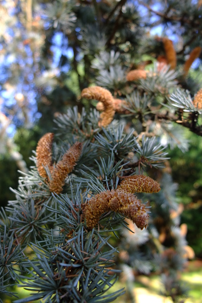 October close-up photo