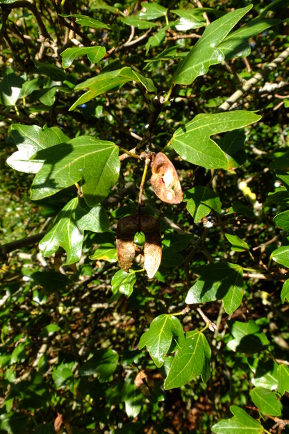 October close-up photo