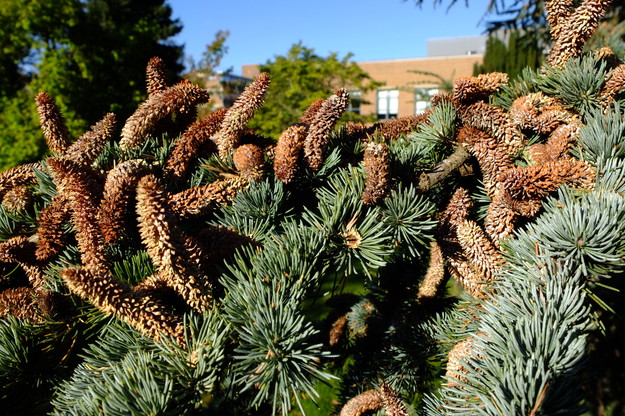 October close-up photo