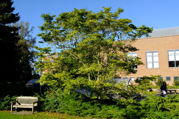 Photo of Magnolia kobus