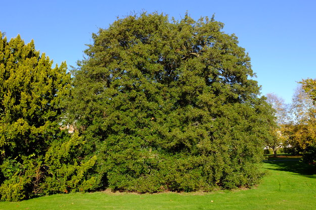 Photo of Acer sempervirens