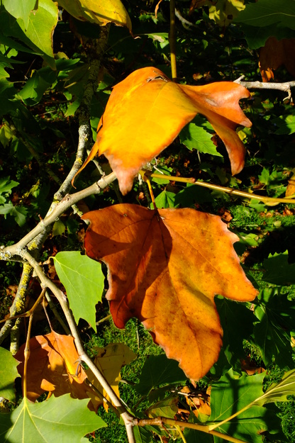 October close-up photo