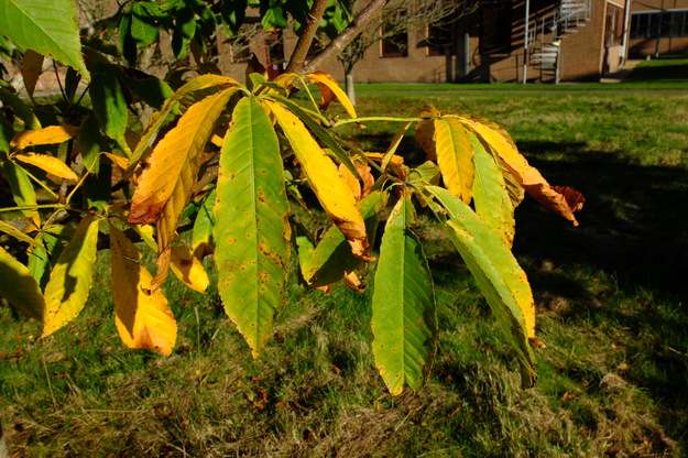 October close-up photo