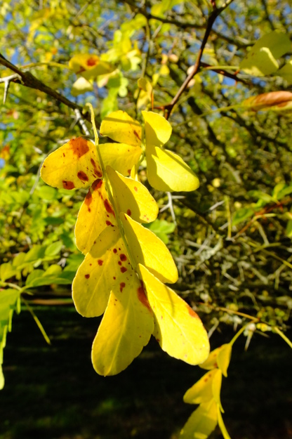 October close-up photo