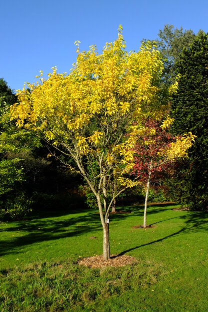 Harris Garden tree photo