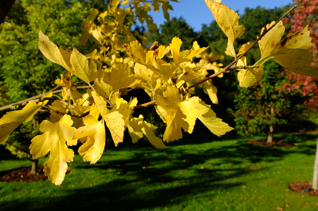 October close-up photo