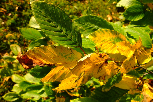 October close-up photo
